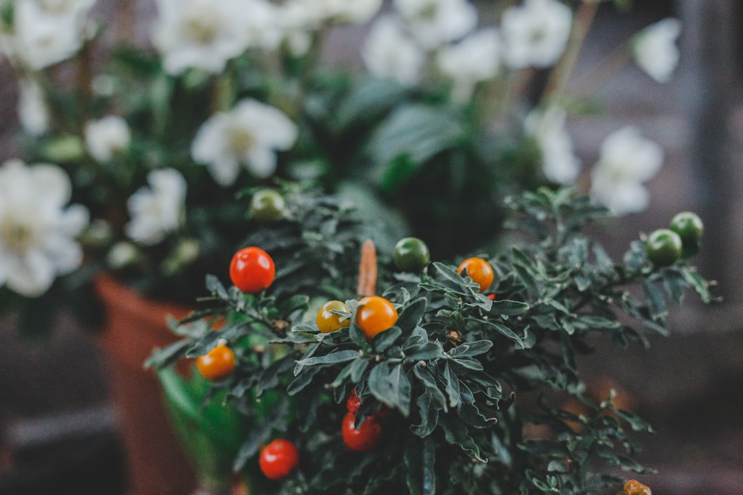 Photo Canned tomatoes